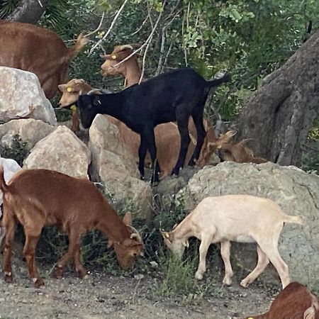 אלורה Cortijo Las Palmeras El Chorro מראה חיצוני תמונה