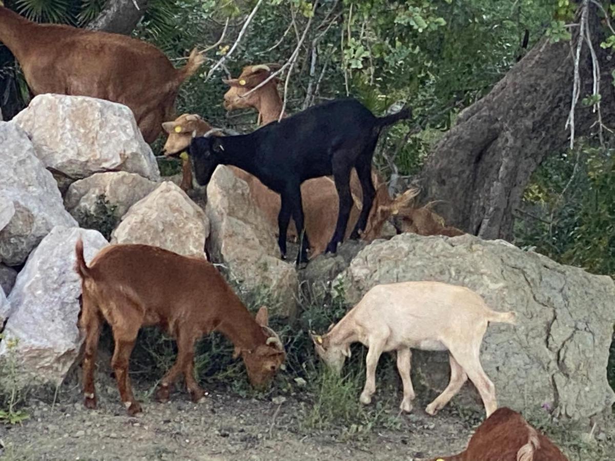 אלורה Cortijo Las Palmeras El Chorro מראה חיצוני תמונה